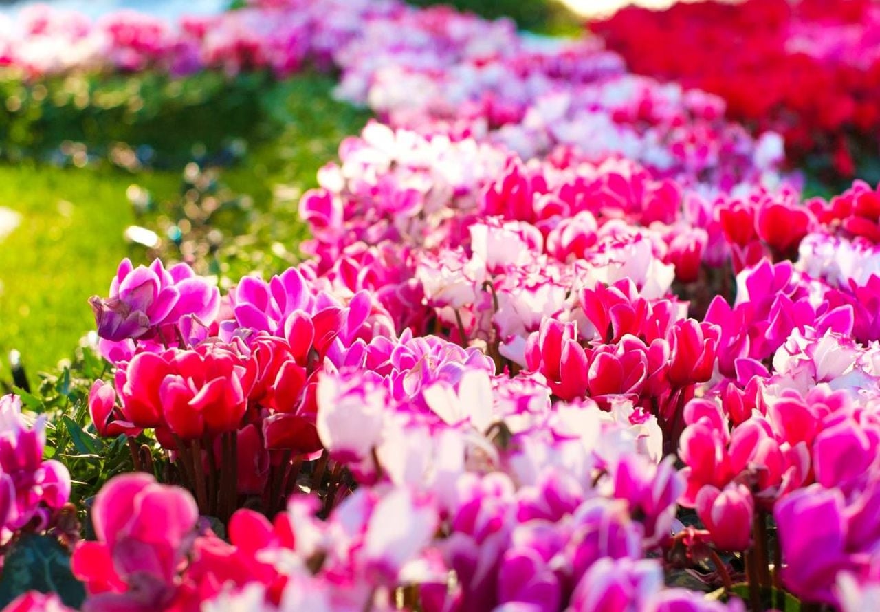 flores para jardim que suportam geada