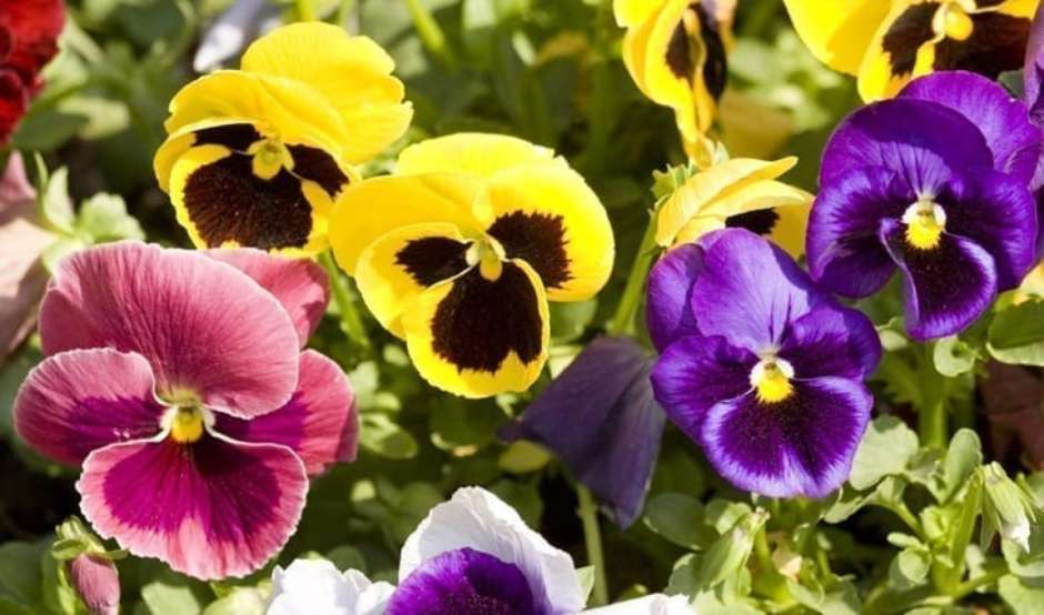 erros comuns ao plantar flores resistentes a geada