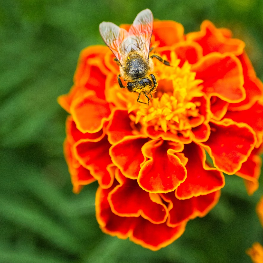 flores que atraem polinizadores