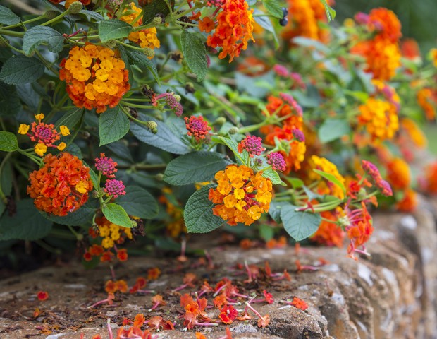 melhores flores para atrair abelhas e borboletas no jardim