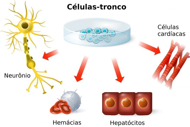 como as celulas tronco hematopoieticas transformam a medicina
