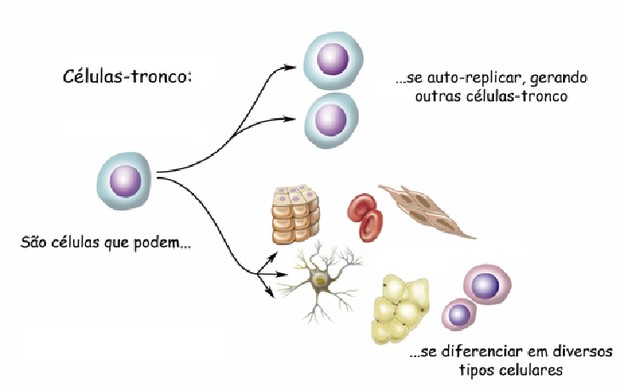 celulas tronco hematopoieticas vs celulas tronco mesenquimais diferencas