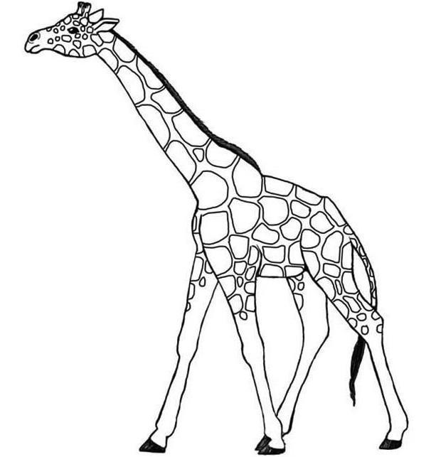 girafa desenho