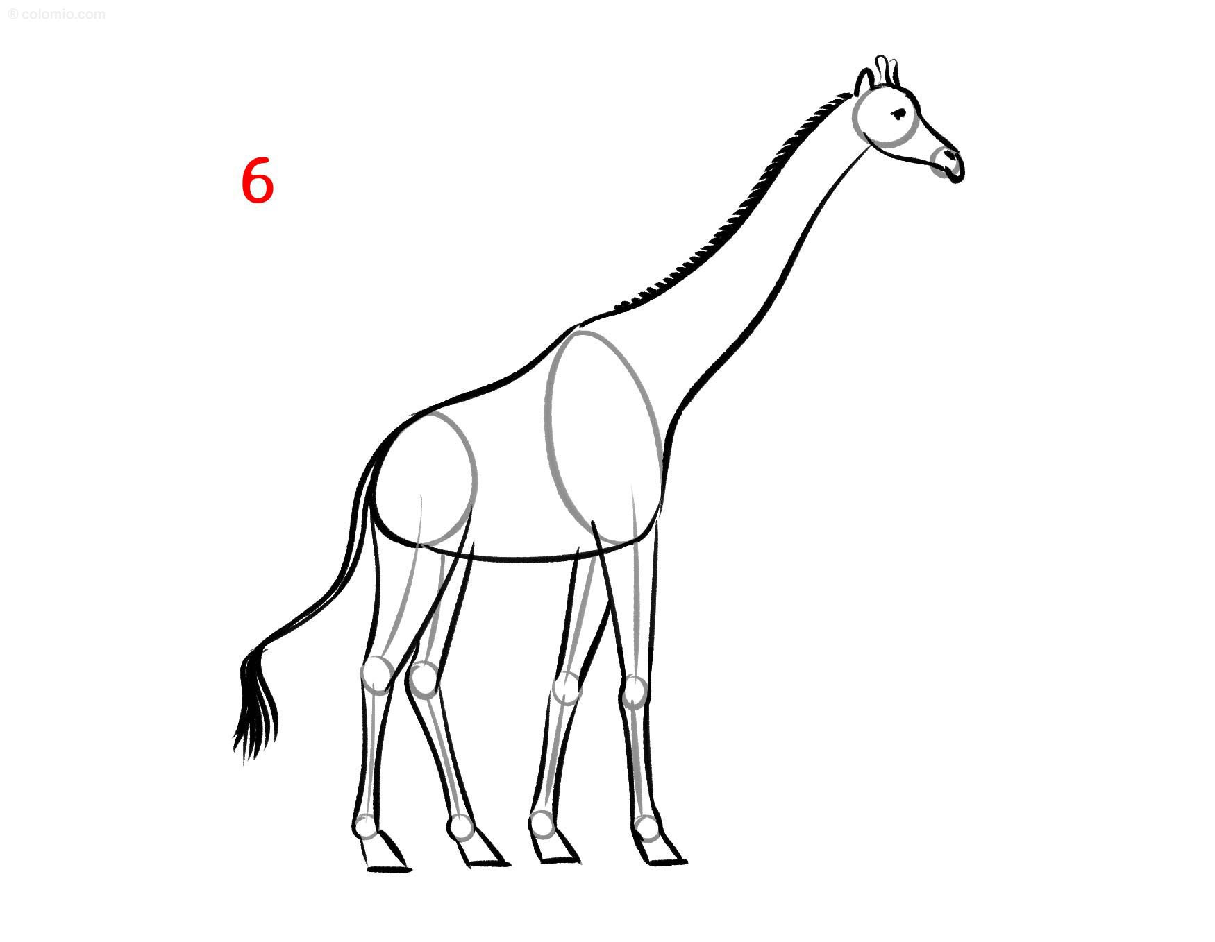 melhores desenhos de girafa para imprimir e colorir