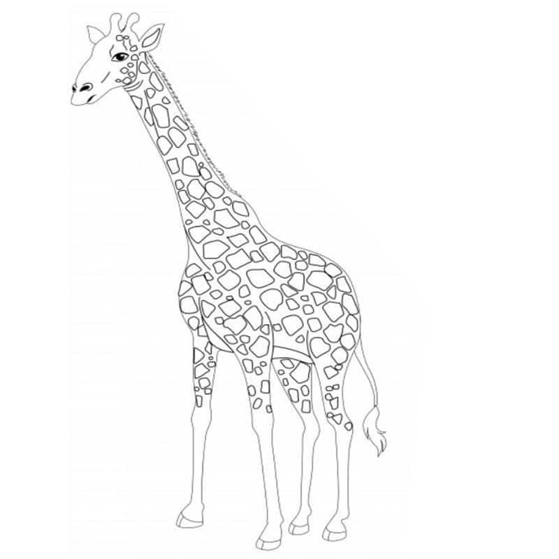 melhores desenhos de girafa para imprimir e colorir