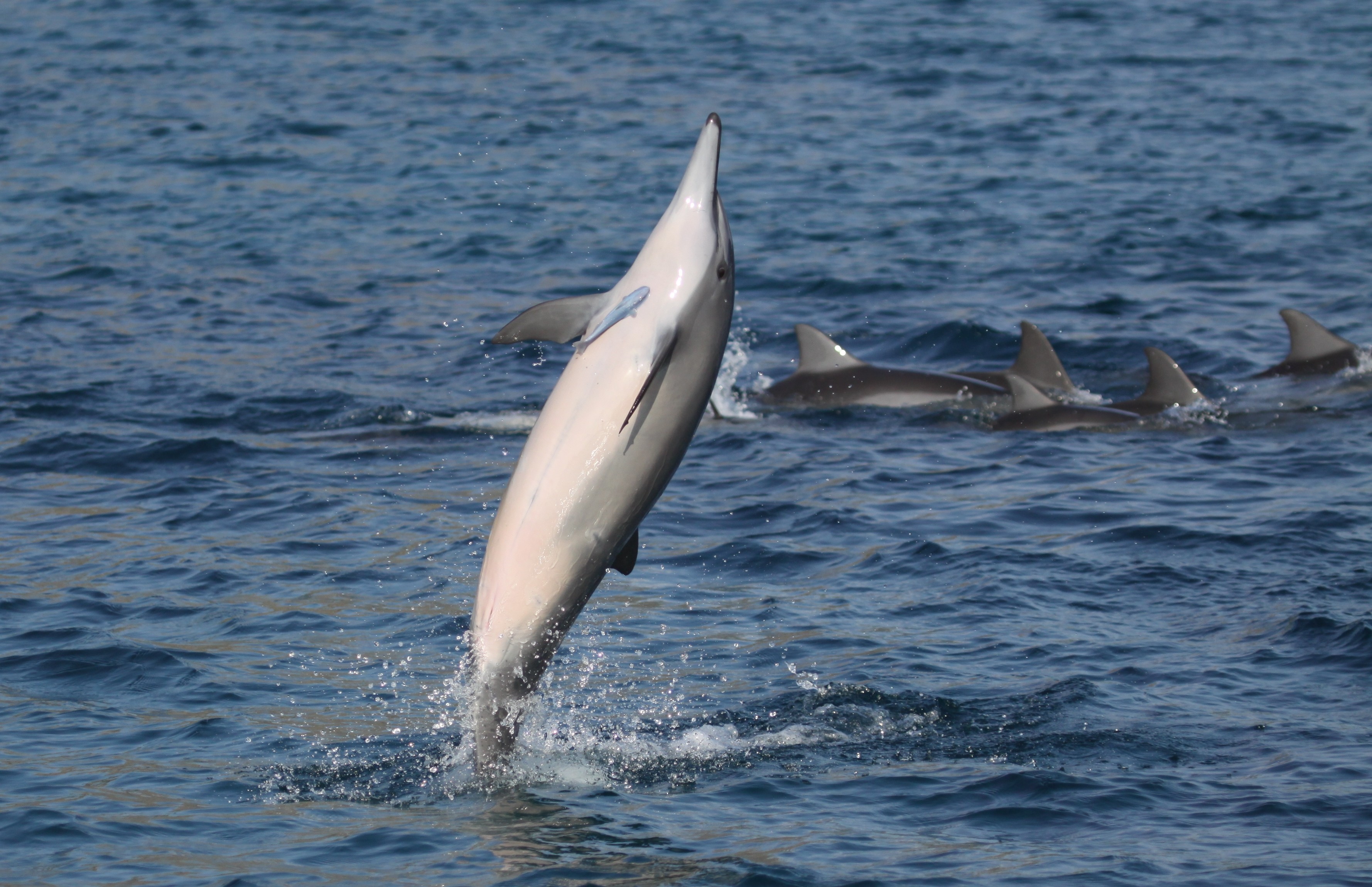 animais com os saltos mais impressionantes