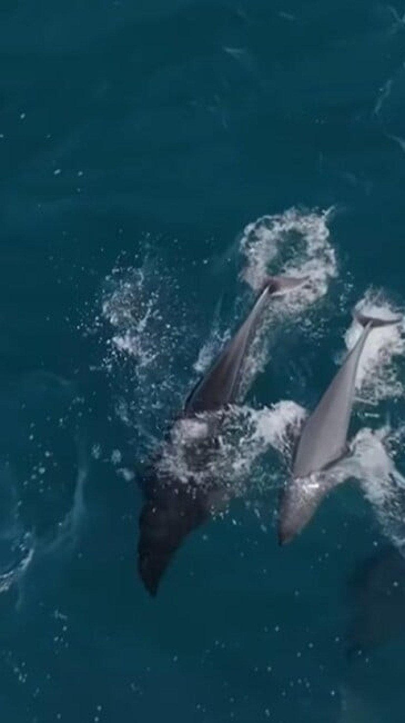 mitos sobre a altura do salto de animais