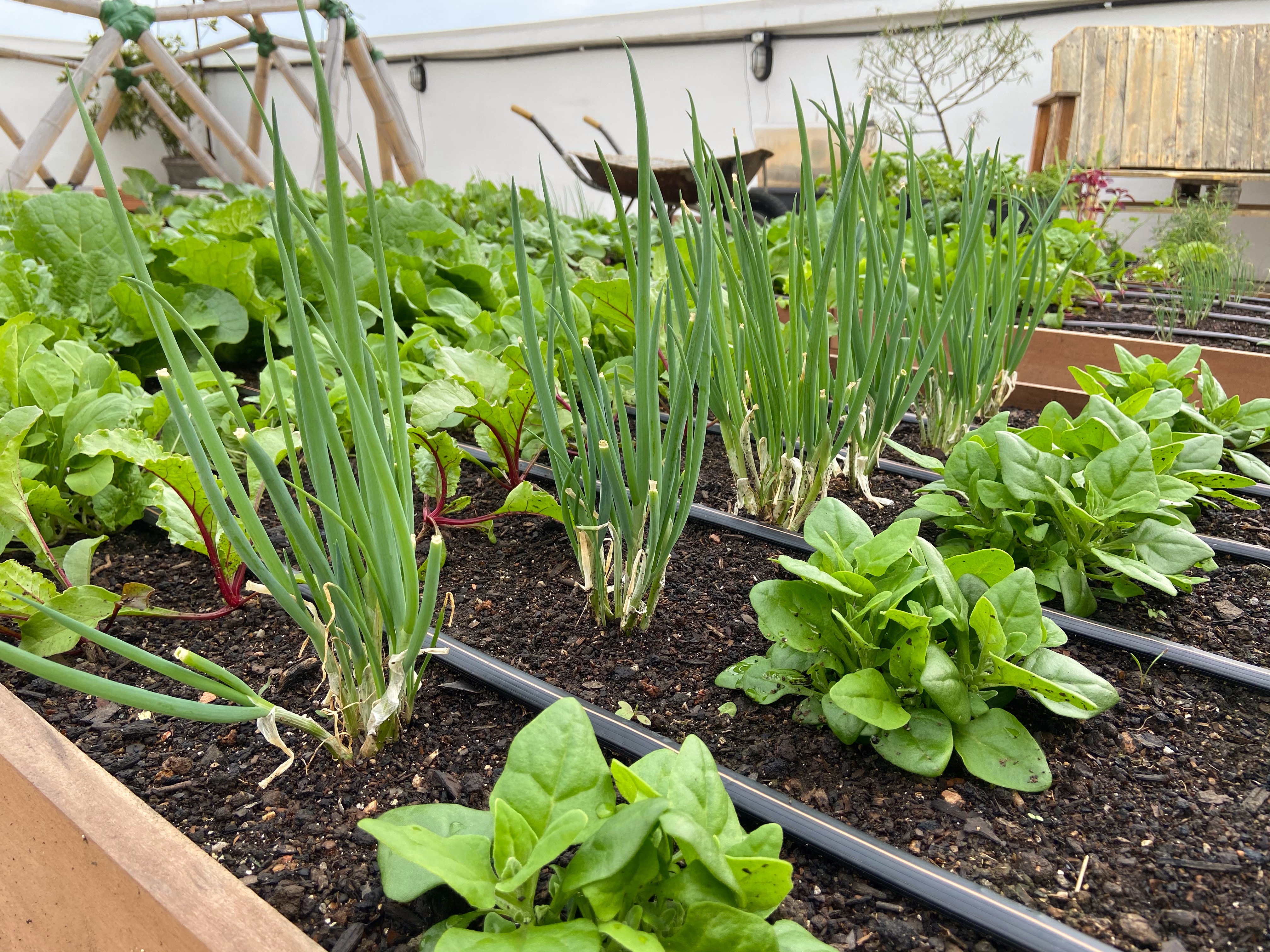 horta em pequenos espaços