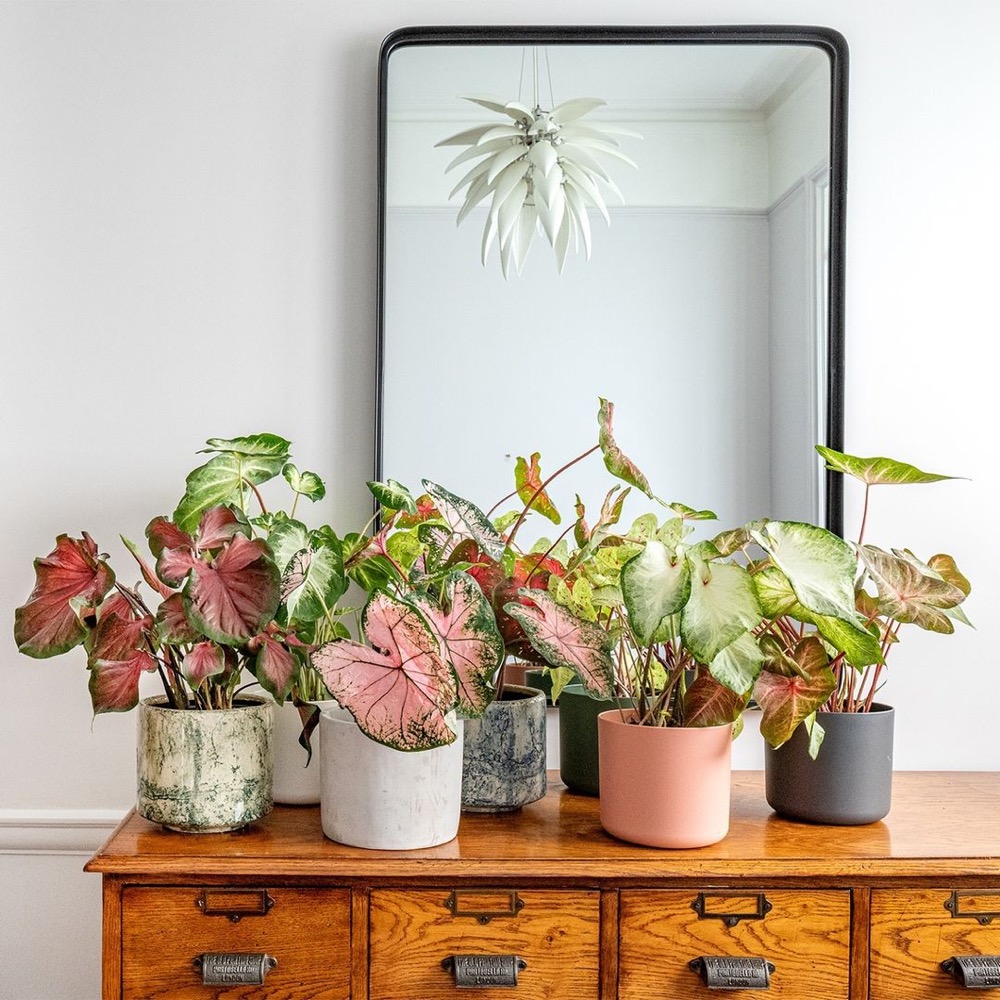 erros comuns ao decorar com vasos de plantas