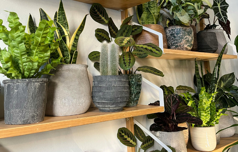 erros comuns ao decorar com vasos de plantas