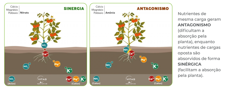 impacto do pH da água na absorção de nutrientes por plantas