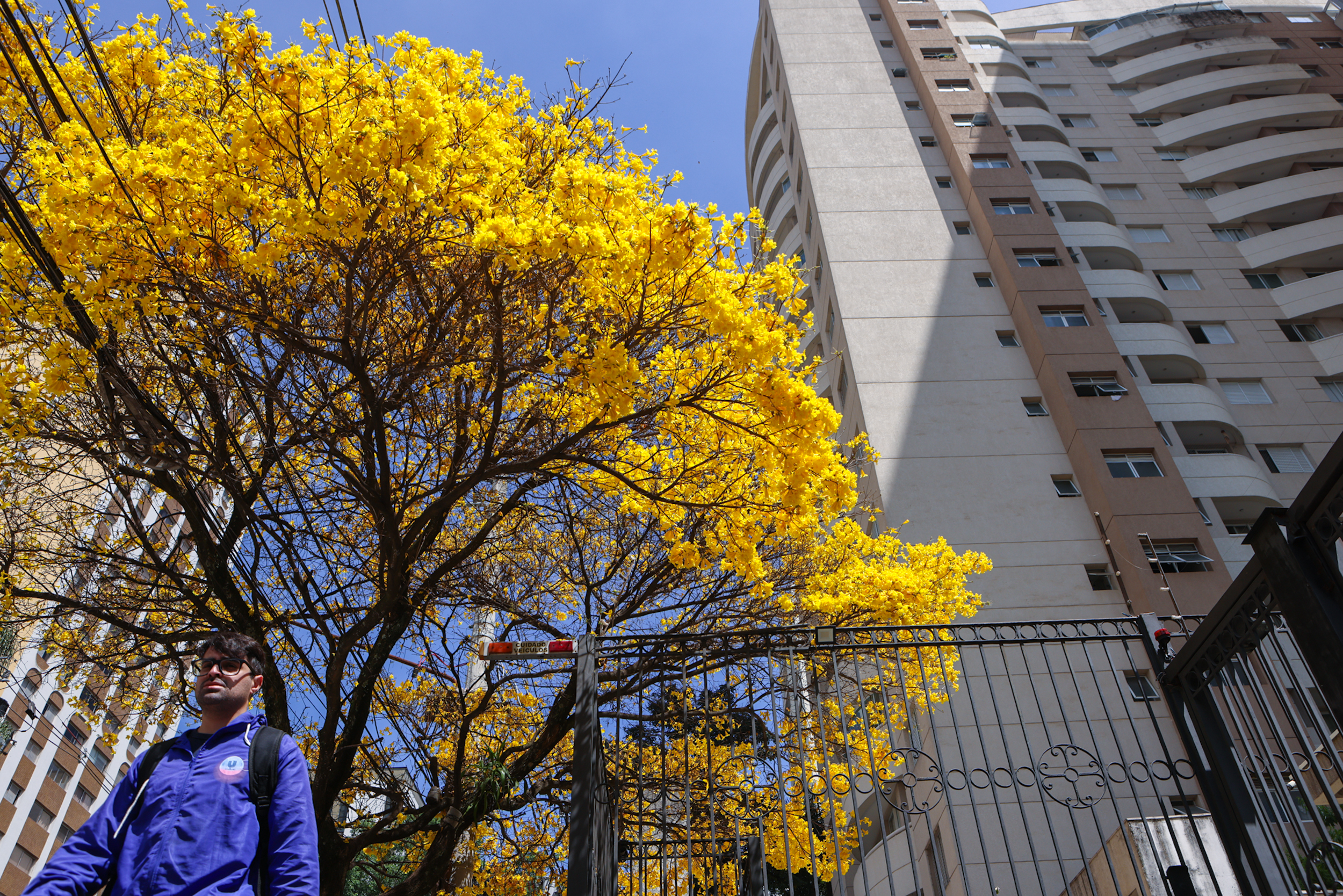 melhores épocas para ver ipê amarelo florido