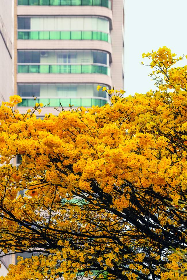 erros comuns ao plantar ipê amarelo em casa