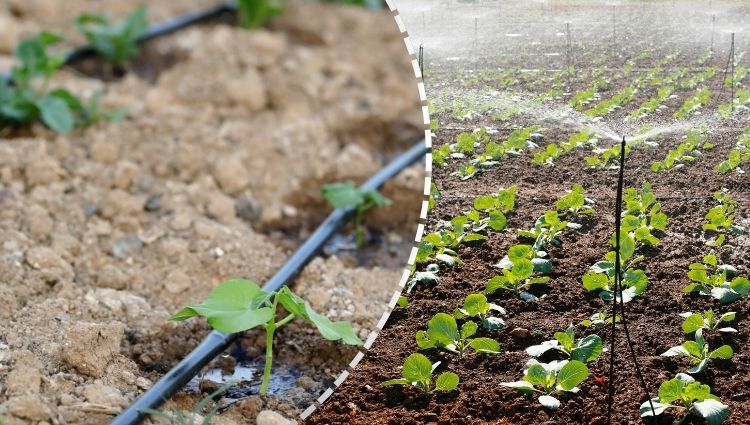 5 vantagens da irrigação por gotejamento para sua lavoura