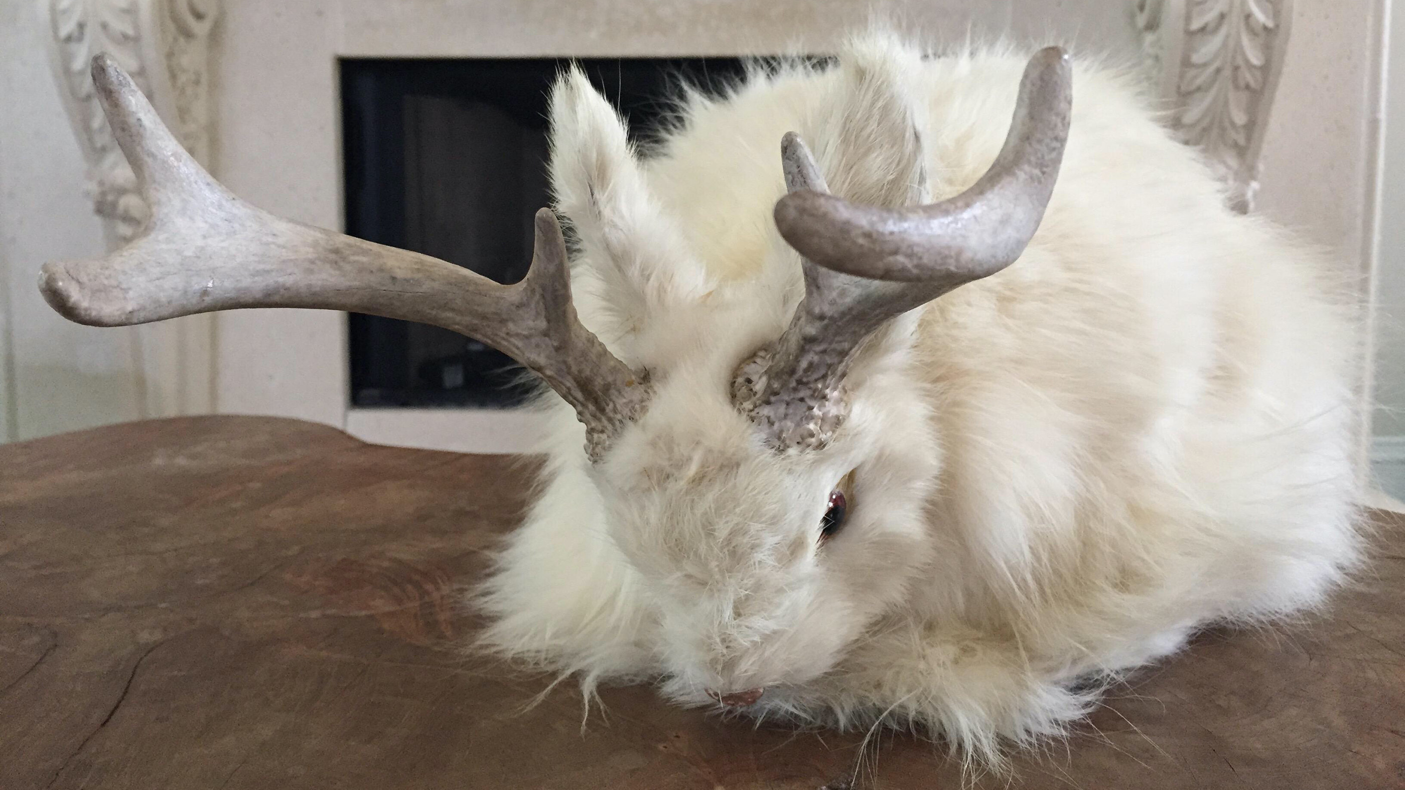 taxidermia curiosa