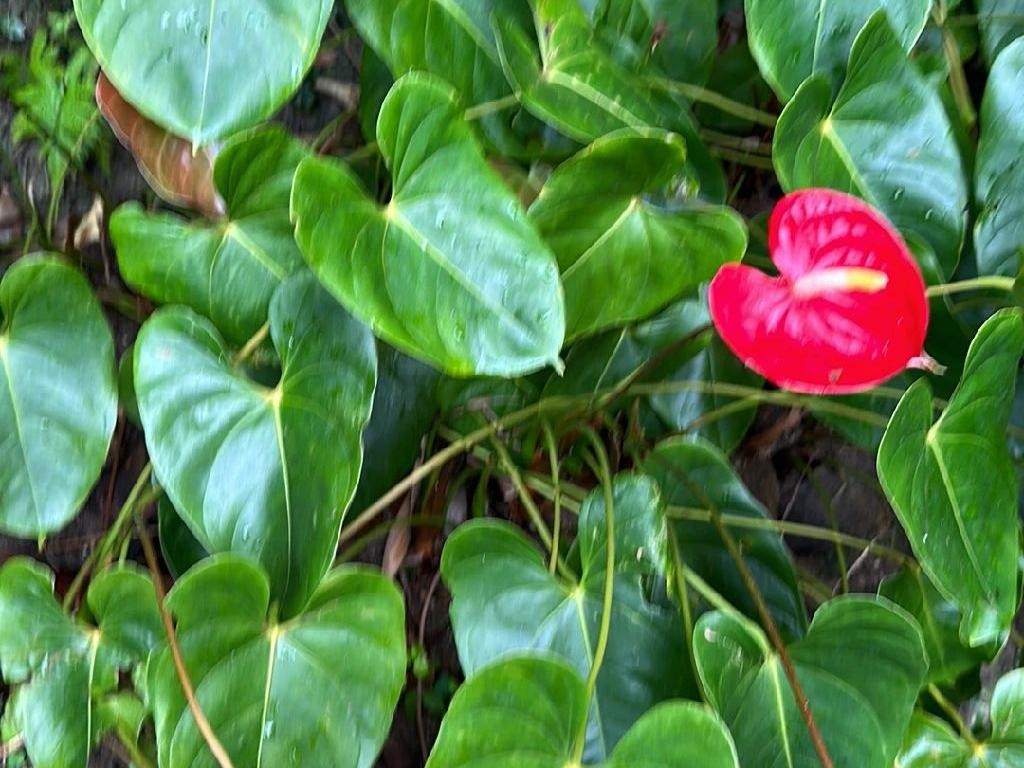 quanto custa um jardim de antúrios