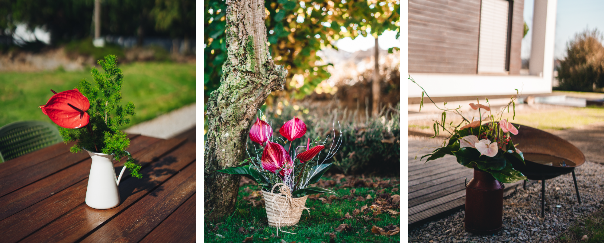 como plantar antúrios em troncos de árvores