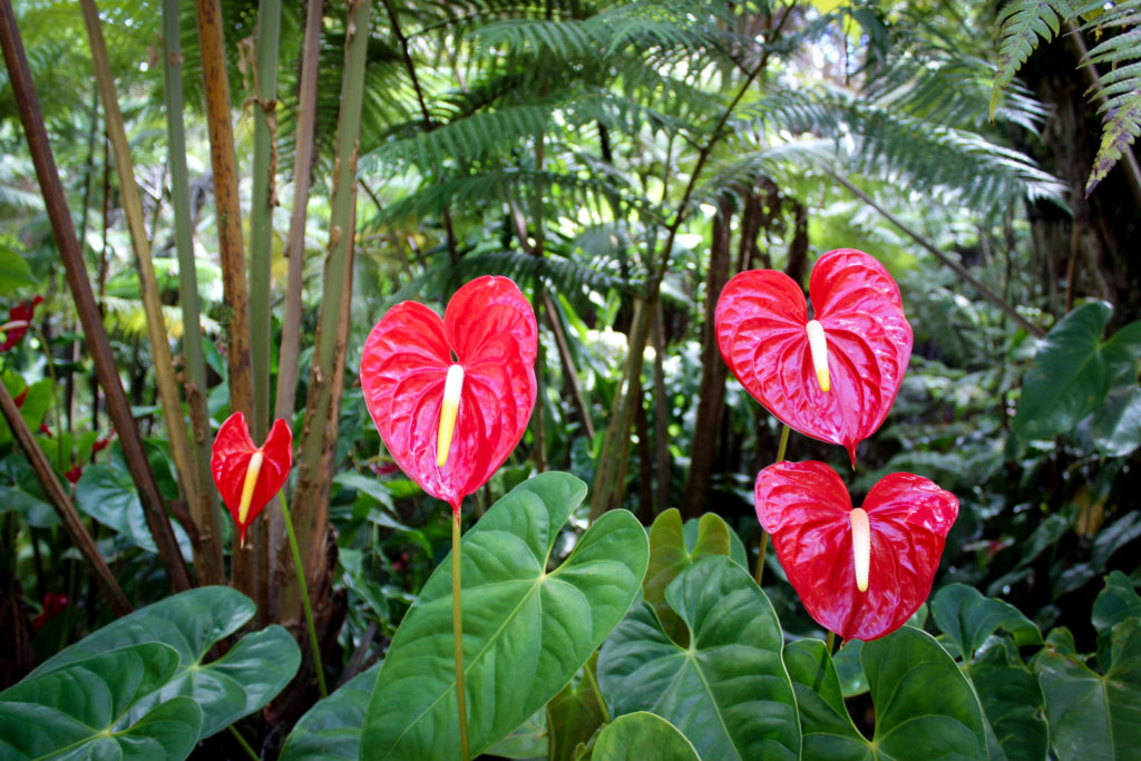 ideias de jardim de antúrios coloridos