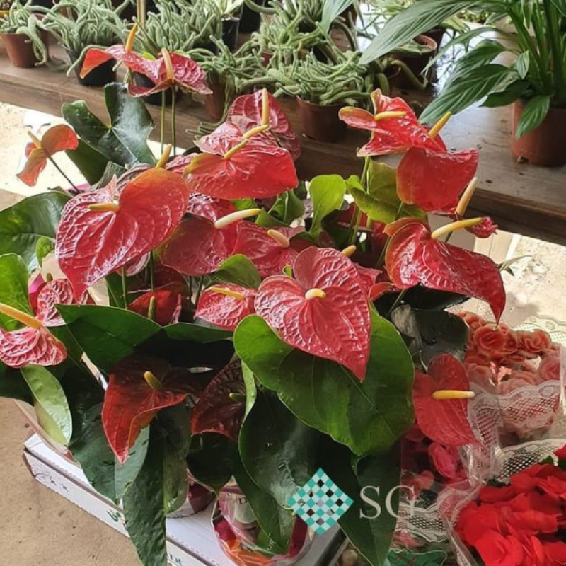 quanto custa um jardim de antúrios