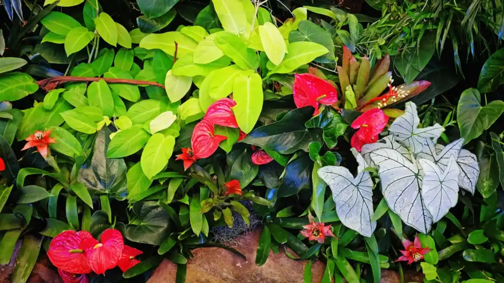 como plantar antúrios em troncos de árvores