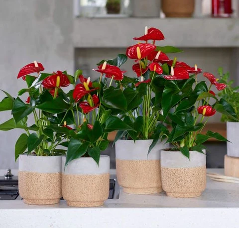 erros comuns ao cuidar de antúrios no jardim