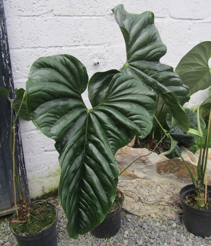 quanto custa um jardim de antúrios