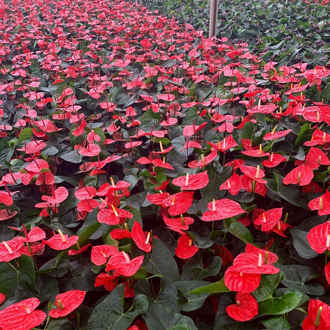 antúrio vs lírio da paz qual escolher