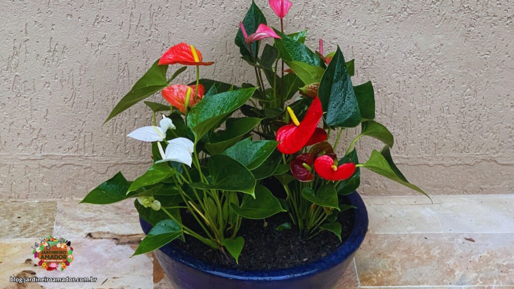 quanto custa um jardim de antúrios