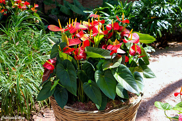 como plantar antúrios em troncos de árvores