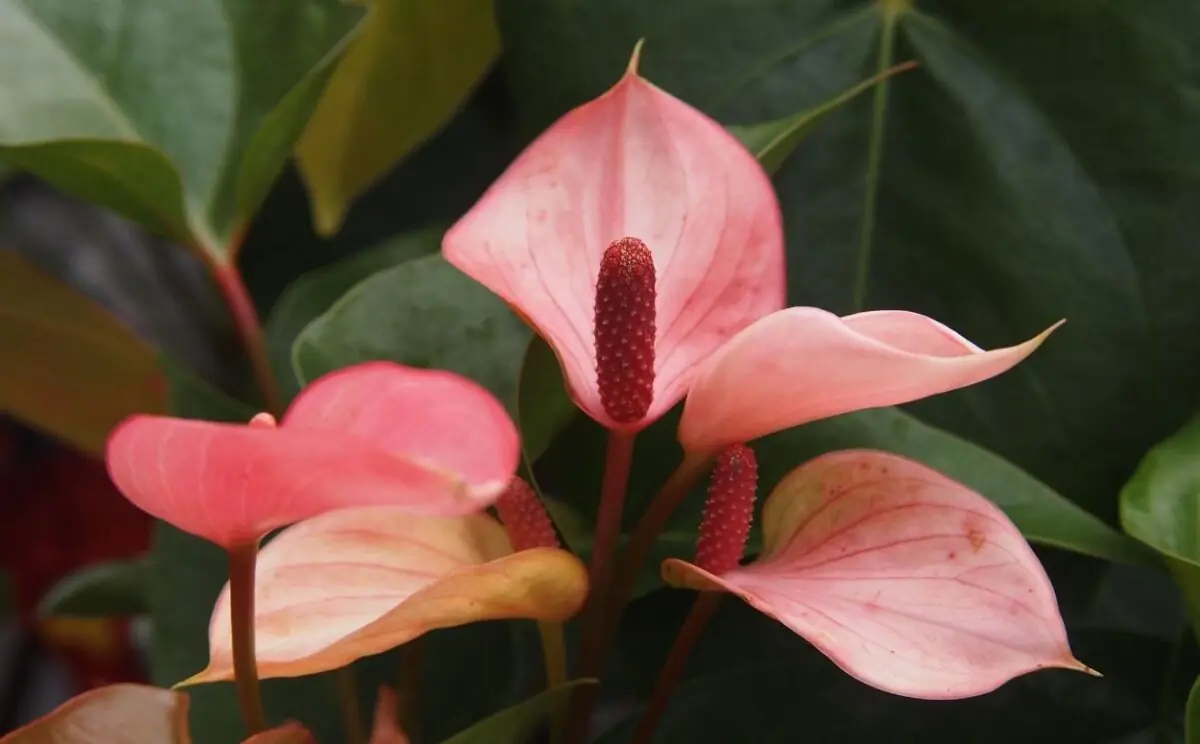 antúrio vs lírio da paz qual escolher