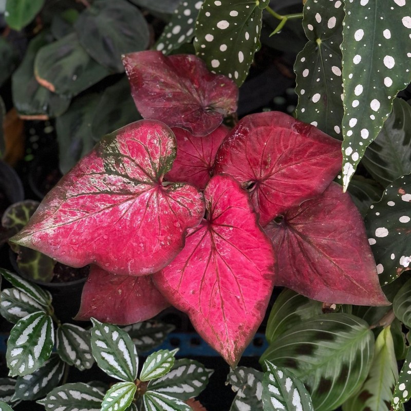 caladium red flash cuidados específicos