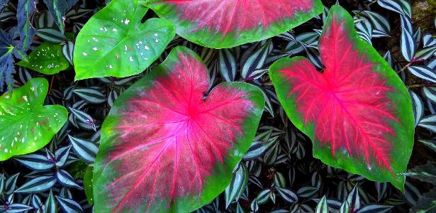 ideias de jardim de caladiums coloridos