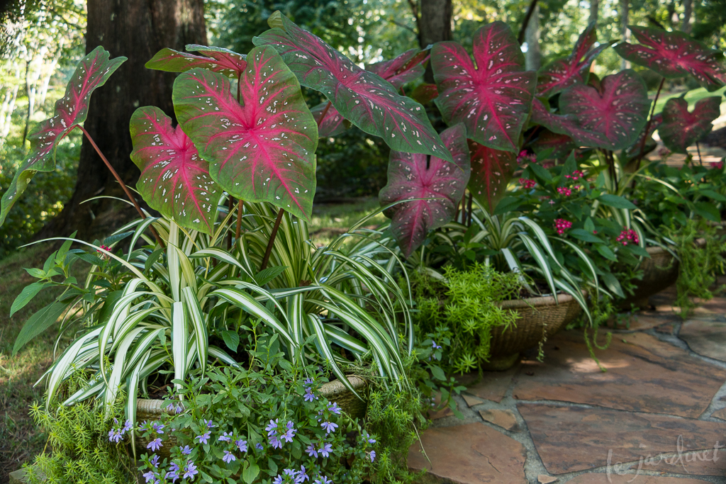 caladium vs antúrio qual escolher para sombra