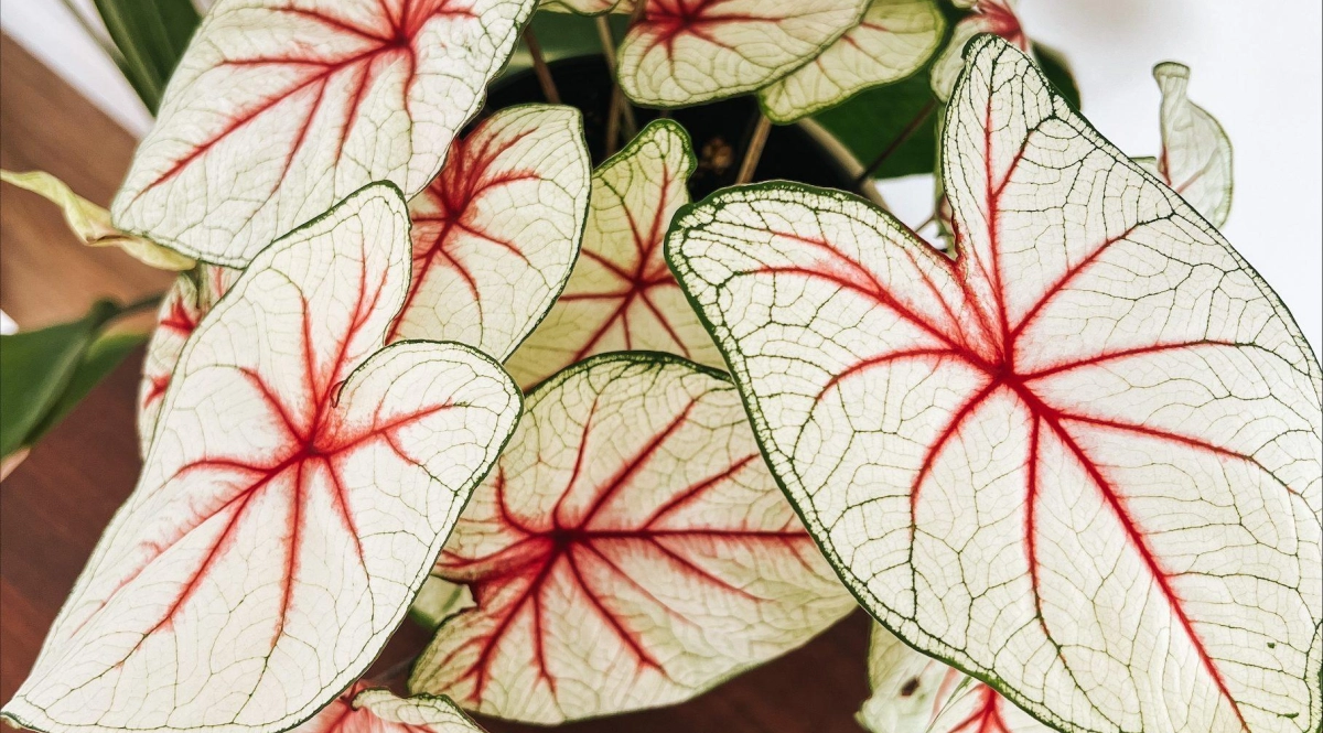 caladium red flash cuidados específicos
