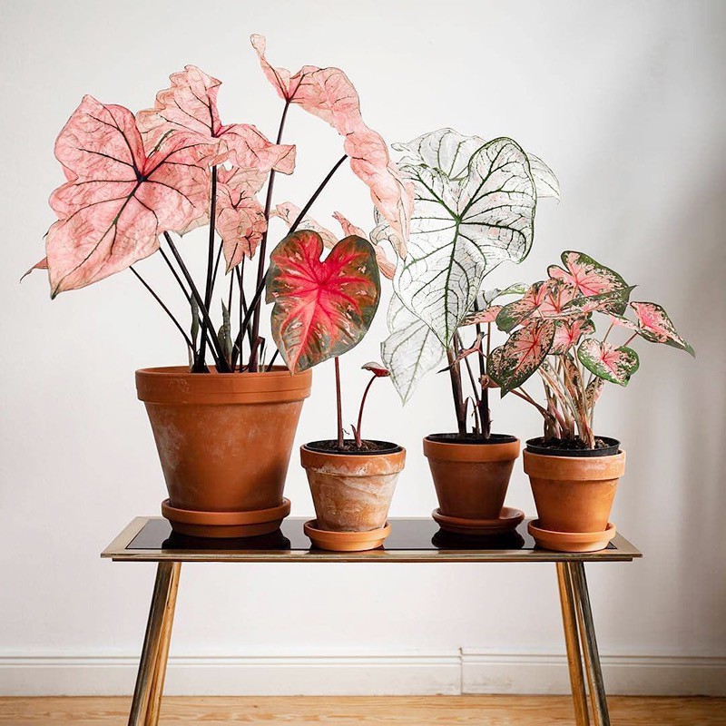 ideias de jardim de caladiums coloridos