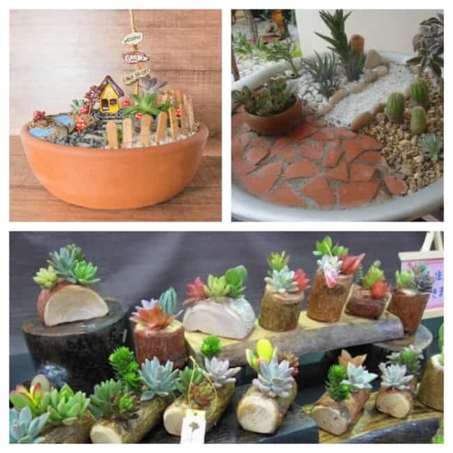 erros comuns ao montar jardim de suculentas