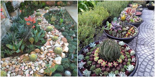 como escolher suculentas para jardim de sol pleno