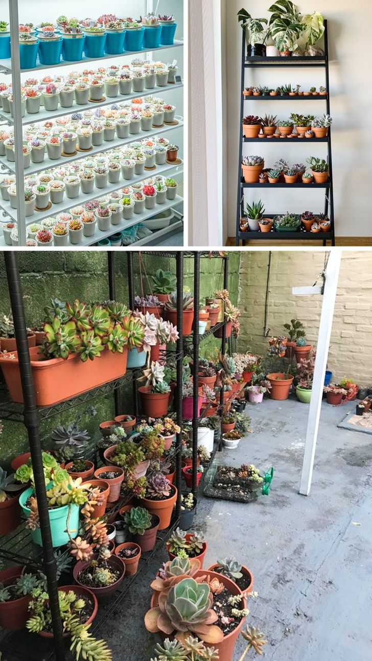 erros comuns ao montar jardim de suculentas