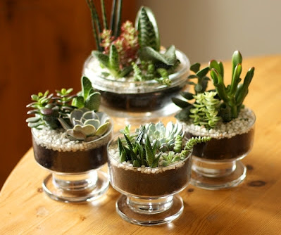 jardim de suculentas vs jardim de cactos