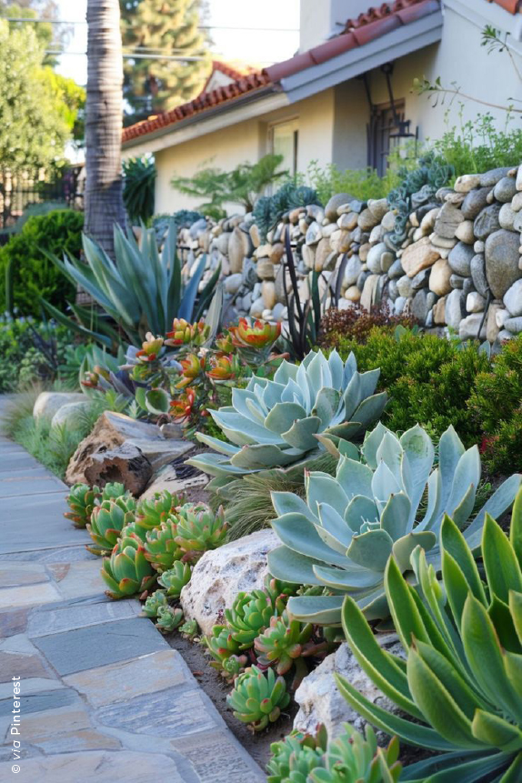 jardim de suculentas vs jardim de cactos