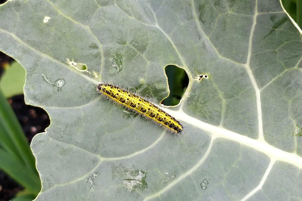 erros comuns ao combater lagartas na horta