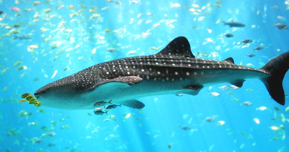 top 10 animais marinhos gigantes curiosidades