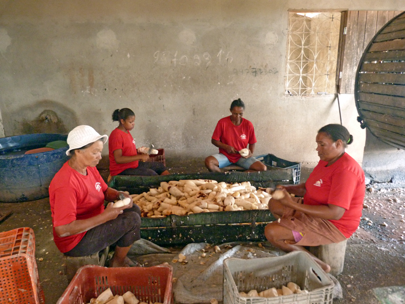 como fazer fertilizante de manipueira caseiro