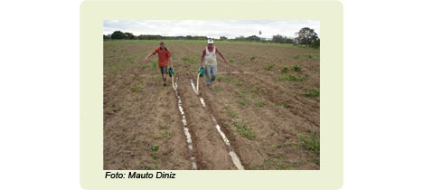erros comuns ao usar manipueira nas plantas