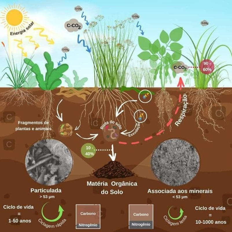 erros comuns ao adicionar matéria orgânica no solo