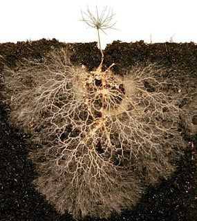 erros comuns ao aplicar micorrizas no jardim