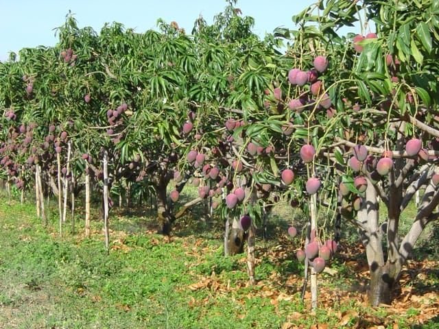 melhores práticas microaspersão manga sucesso