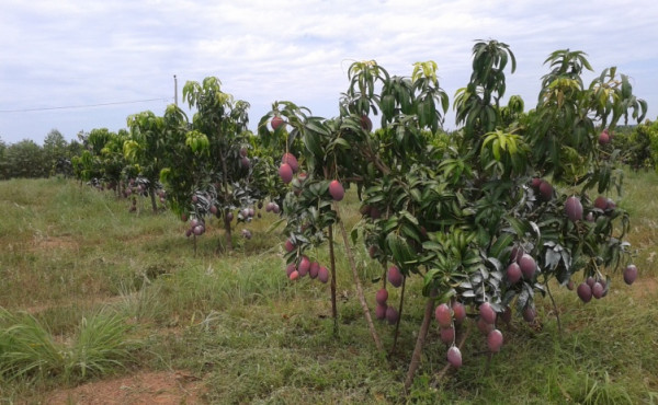 microaspersão vs gotejamento manga qual escolher