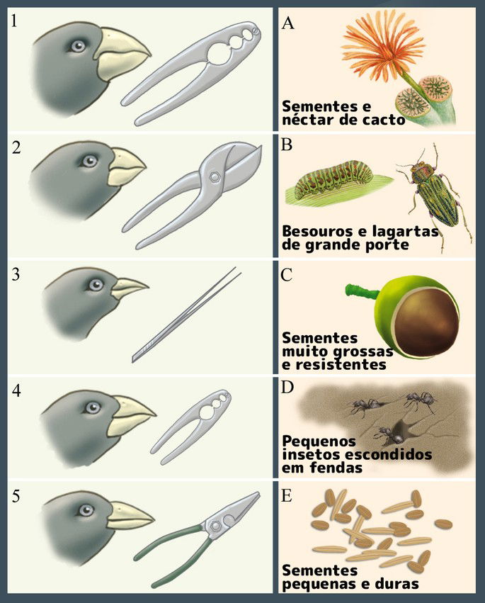 o que é a teoria da evolução de Darwin
