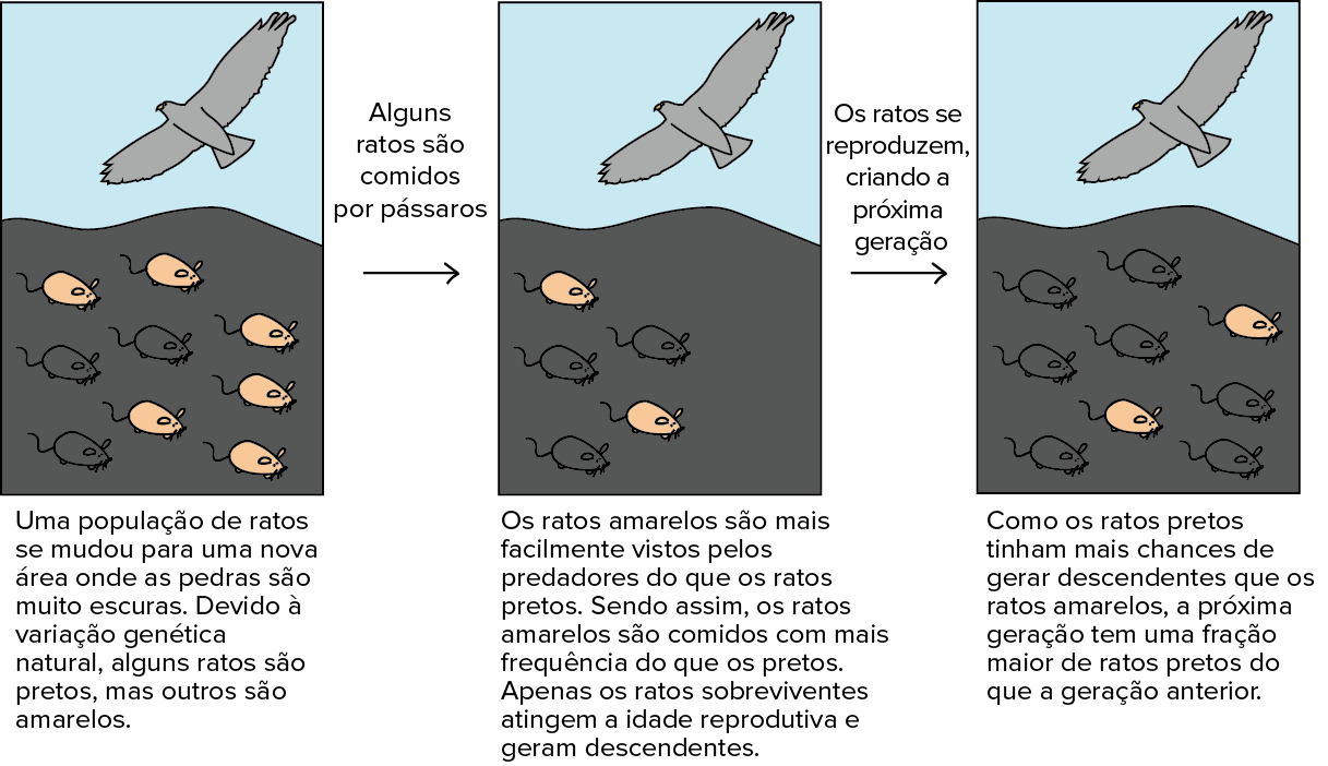 exemplos inspiradores da teoria da evolução